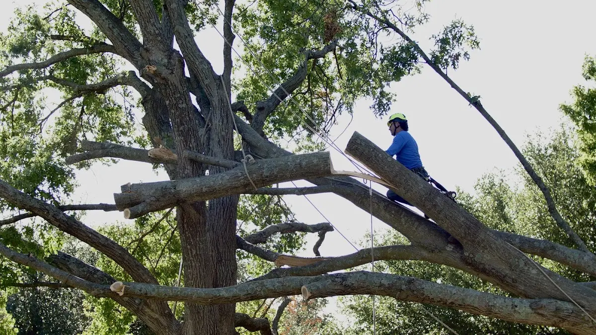 Professional Crown Thinning performed by certified arborists in Harriet
